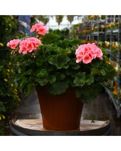 Geranium, Americana® 'Salmon' Patio Tub