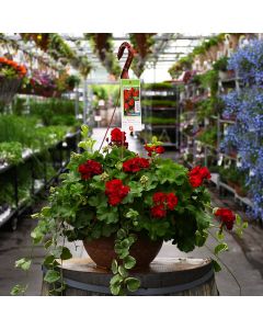 Geranium, Calliope® 'Dark Red' Hanging Basket