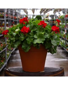 Geranium, Calliope® 'Dark Red' Patio Planter
