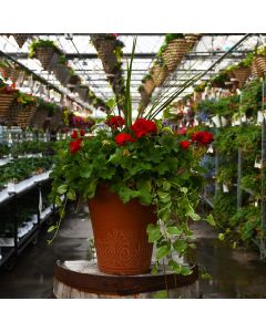 Geranium, Calliope® 'Dark Red' Patio Planter with Spike
