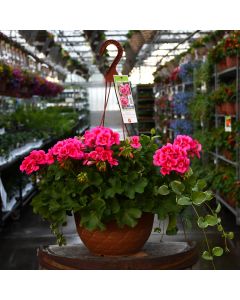 Geranium, Calliope® 'Rose Mega Splash' Hanging Basket