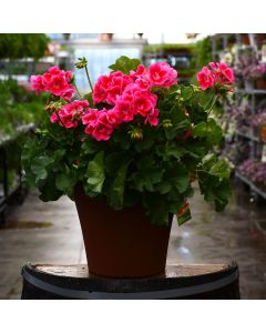 Geranium, Calliope® 'Rose Mega Splash' Patio Planter
