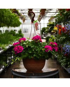 Geranium, Calliope® 'Medium Violet' Hanging Basket