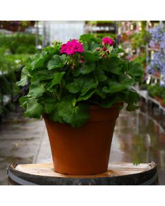 Geranium, Calliope® Medium 'Violet' Patio Planter