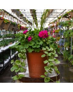 Geranium, Calliope® 'Medium Violet' Patio Planter with Spike