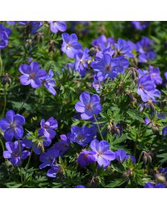 Geranium, Cranesbill 'Johnson's Blue'