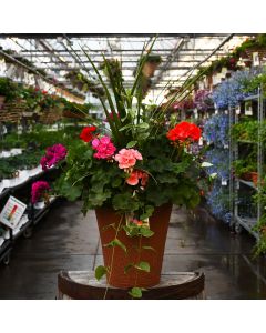 Geranium, Zonal Mix with Spike Patio Planter