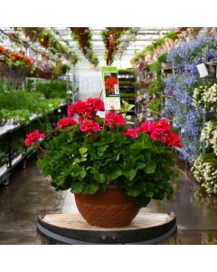 Geranium, Mojo™ 'Cranberry Splash' Hanging Basket