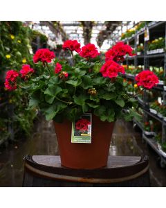 Geranium, Mojo™ 'Cranberry Splash' Patio Planter
