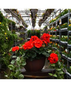 Geranium, Mojo™ 'Orange' Hanging Basket