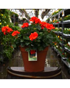 Geranium, Mojo™ 'Orange' Patio Planter