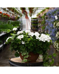 Geranium, Mojo™ 'White' Hanging Basket