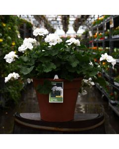 Geranium, Mojo™ 'White' Patio Tub