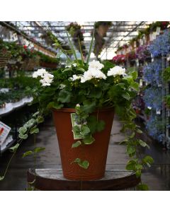 Geranium, Mojo™ 'White' with Spike Patio Planter