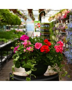 Geranium, Zonal Mix Hanging Basket