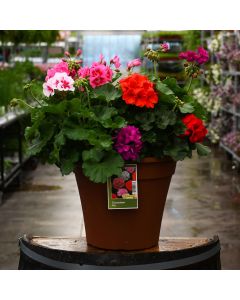 Geranium, Zonal Mix 12" patio planter