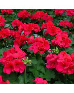 Geranium, Americana® 'Cherry Rose'