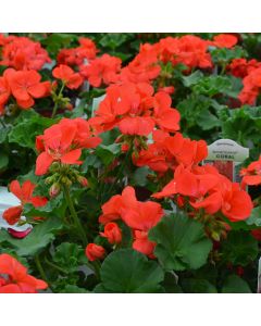 Geranium, Americana® 'Coral'