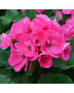 Geranium, Americana® 'Pink'