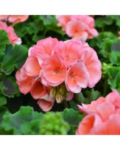 Geranium, Americana® 'Salmon'
