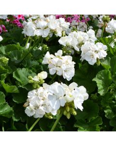 Geranium, Mojo™ 'White'