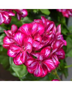 Geranium, Ivy League™ 'Burgundy Bicolor'