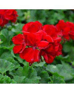 Geranium, Calliope® 'Dark Red'