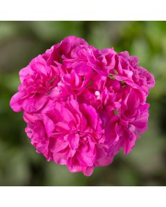 Geranium, Ivy League™ 'Amethyst'