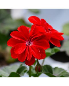 Geranium, Ivy League™ 'Red'