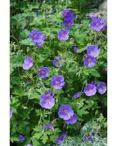 Geranium, Cranesbill 'Tiny Monster'