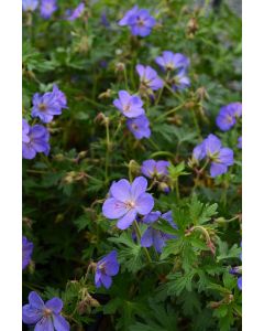 Geranium, Cranesbill 'Johnson's Blue'