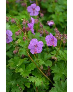 Geranium, Cranesbill 'Karmina'