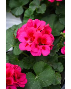 Geranium, Mojo™ 'Cranberry Splash'