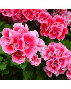 Geranium, Calliope® Medium 'Rose Mega Splash'