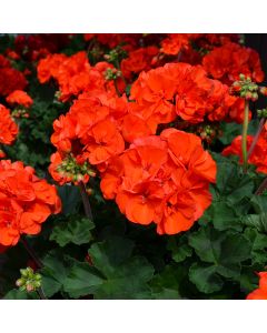Geranium, Mojo™ 'Orange'