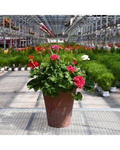 Geranium, Zonal Mix with Spike Patio Planter
