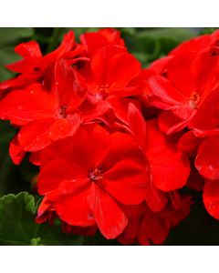 Geranium, Americana® 'Dark Red'