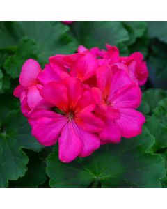 Geranium, Calliope® Medium 'Violet'
