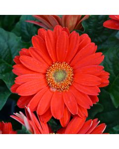 Gerbera, Jaguar™ 'Red'