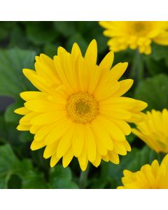 Gerbera, Jaguar™ 'Yellow'