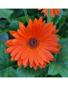 Gerbera, Jaguar™ 'Tangerine'