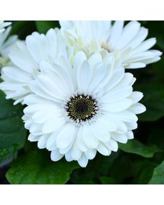 Gerbera, Majorette 'White'