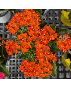 Kalanchoe 'Orange'