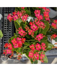 Kalanchoe 'Pink'