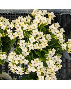 Kalanchoe 'White'