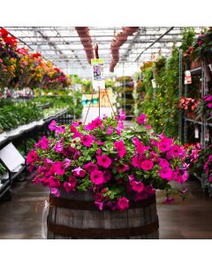 Petunia, Wave® 'Purple' Hanging Basket