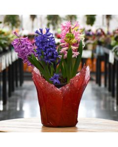 Hyacinth, Mixed Colors