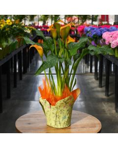 Zantedeschia, Calla Lily 'Apricot'