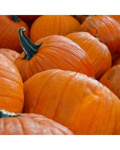 Pumpkins, Large