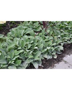 Stachys, Giant Lamb’s Ear